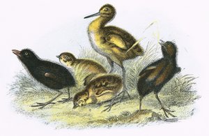 Curlew, Land Rail, Partridge and Moor Hen