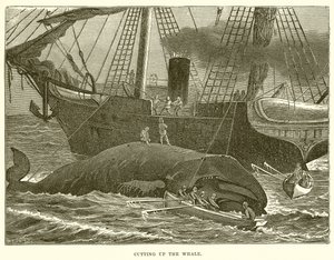 Cutting up the Whale by English School