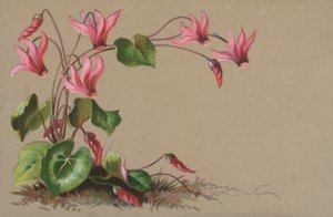 Cyclamen by English School