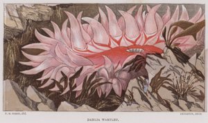 Dahlia Wartlet by English School