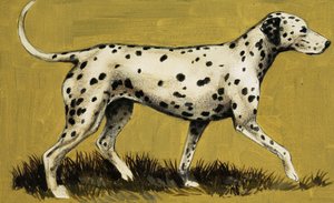 Dalmatian Dog by English School
