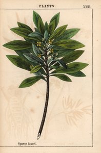 Daphne laureola or Spurge-laurel, from 