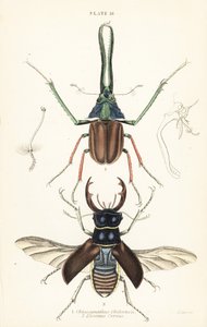 Darwin