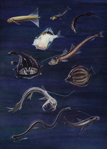 Deep sea fish by English School