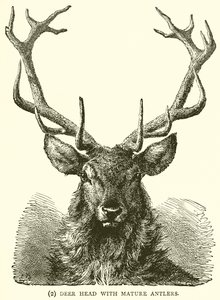 Deer Head with Mature Antlers by English School
