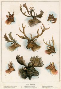 Deer Family