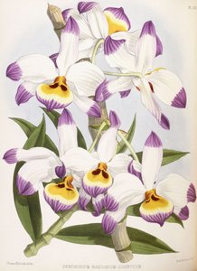 Dendrobium Wardianum Giganteum