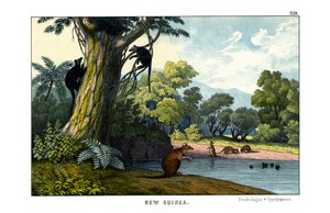 Dendrolagus and Hypsiprymnus
