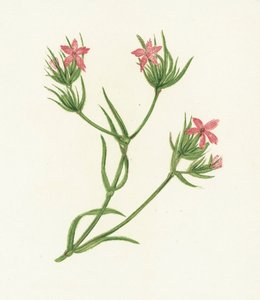 Deptford Pink, Dianthus Armeria by English School