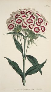 Dianthus Barbatus Bearded Pink by English School