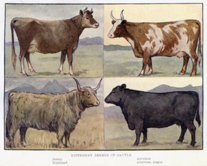 Different Breeds of Cattle