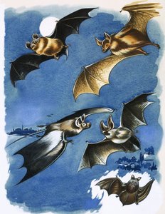 Different species of bat by English School