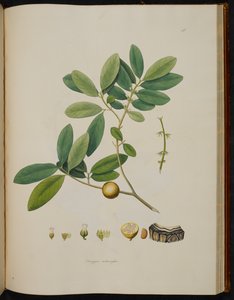 Diospyros melanoxylon, from 