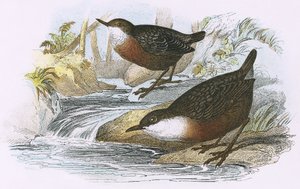 Dipper