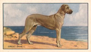 Dogs: Great Dane