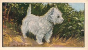 Dogs: West Highland White