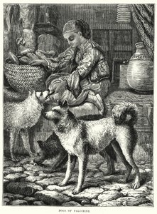 Dogs of Palestine