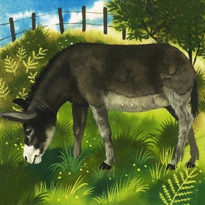 Donkey