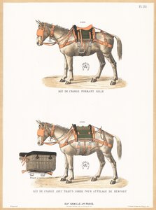 Donkeys wearing saddles by English School