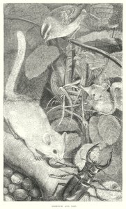 Dormouse