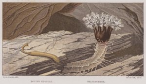 Dotted Siponcle, Sea-Cucumber