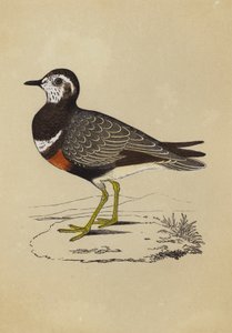 Dotterel by English School