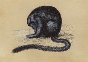 Douroucouli