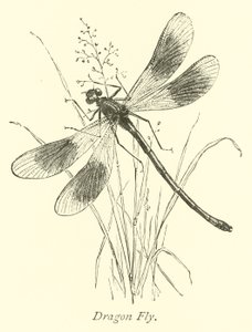 Dragon Fly by English School