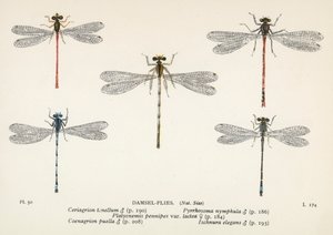 Dragonflies: Damsel-Flies by English School