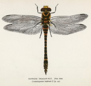 Dragonflies: Hawker Dragon-Fly by English School