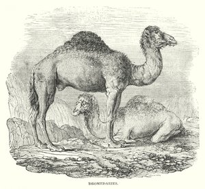 Dromedaries by English School