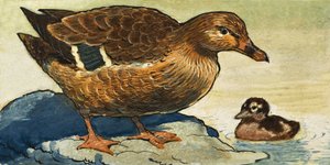 Duck and Duckling