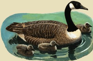 Duck and Chicks