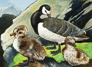Duck and Ducklings by English School