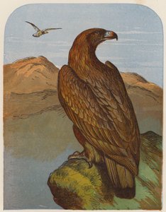 Eagle by English School