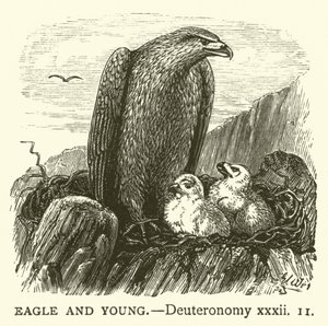 Eagle and Young, Deuteronomy, xxxii by English School