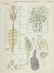 Earth worm, Lumbricus Terrestris