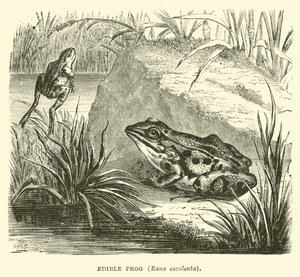 Edible Frog, Rana esculenta by English School