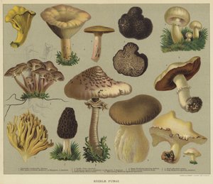 Edible Fungi by English School