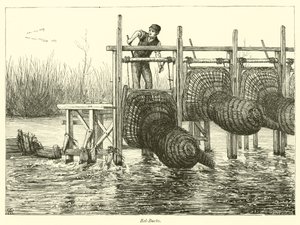 Eel-Bucks by English School