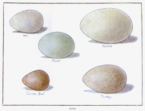 Eggs by English School