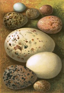 Eggs by English School
