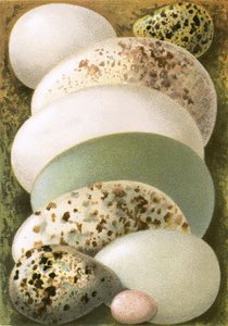 Eggs by English School