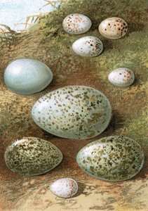 Eggs by English School