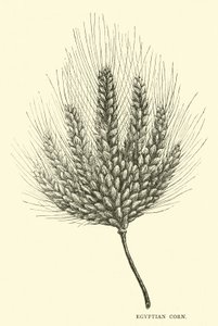Egyptian Corn