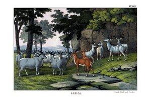 Eland by English School