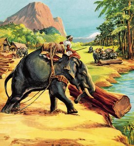 Elephant. Illustration from Elephant Bill by Liuet. Col. J. H. Williams