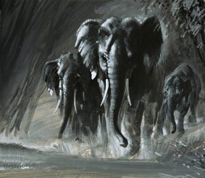 Elephants