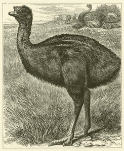 Emu by English School