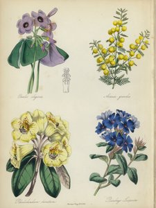 English Flower Garden: Oxalis elegans, Acacia grandis, Rhododendron lanatum, Plumbago Larpentae by English School